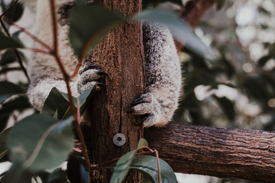 A Relaxed Day Around South Bank Parklands in Brisbane